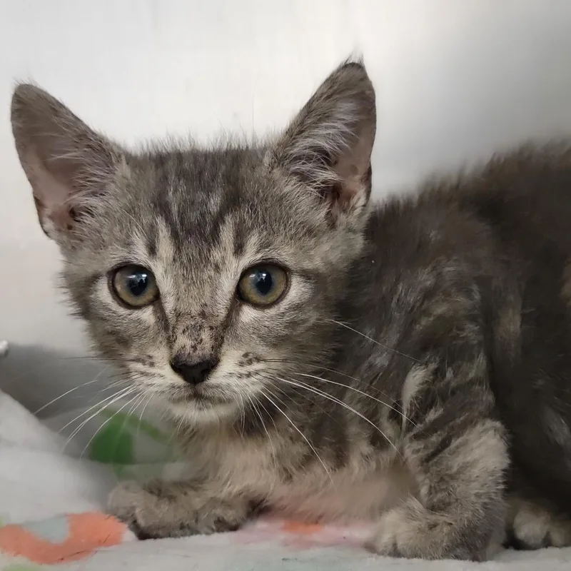 A baby small-sized male Gray / Blue / Silver Domestic Short Hair cat named Stratus for adoption in Sarasota, FL