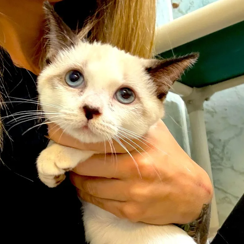 A baby medium-sized female Snowshoe cat named Lotus for adoption in Joshua Tree, CA