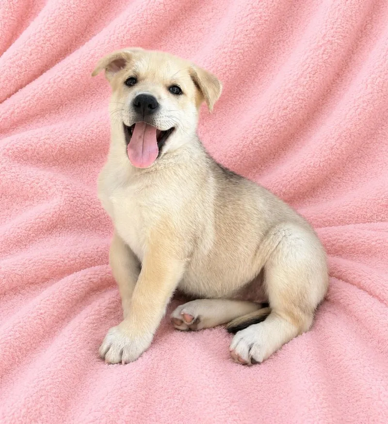 A baby small-sized female White / Cream Husky dog named Annette for adoption in Lathrop, CA