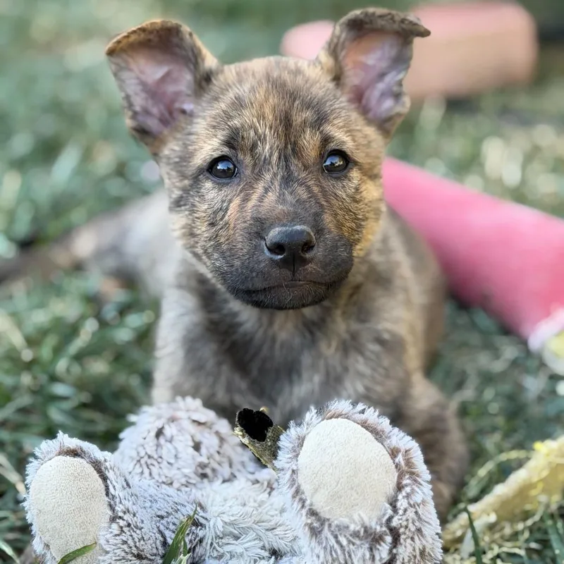A baby small-sized female Brindle Cattle Dog dog named Mystery for adoption in Riverside, CA