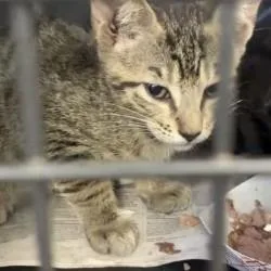 A baby small-sized male Gray / Blue / Silver Domestic Short Hair cat named Mango for adoption in West Palm Beach, FL