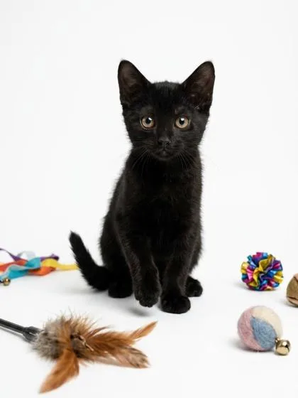 A baby small-sized male Domestic Short Hair cat named Cinco for adoption in Cumming, GA