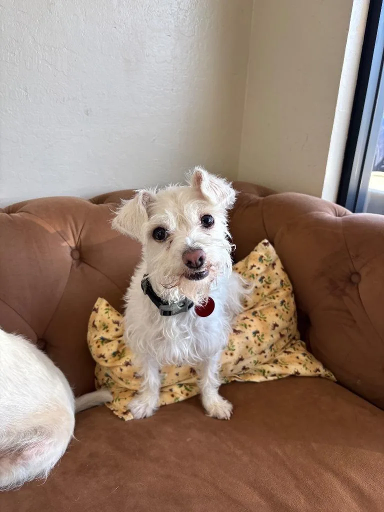 An adult small-sized male White / Cream Terrier dog named Peanut for adoption in Shingle Springs, CA