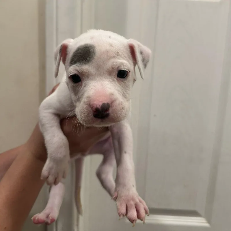 A baby medium-sized male White / Cream Pit Bull Terrier dog named Clam for adoption in Agua Dulce, CA