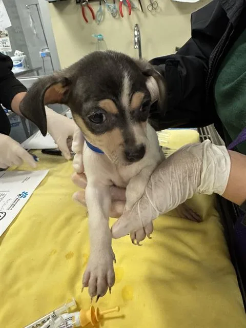 A young small-sized male Chihuahua dog named Michelangelo for adoption in Thousand Palms, CA