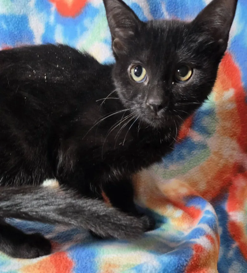 Elvira