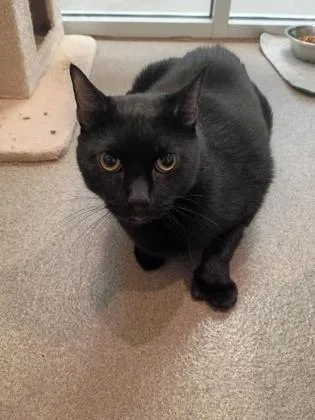An adult small-sized male Domestic Short Hair cat named Seven for adoption in Palm Coast, FL