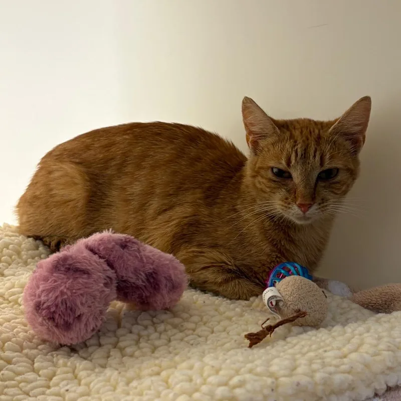 An adult medium-sized female Domestic Short Hair cat named Treasure for adoption in Harrisonburg, VA