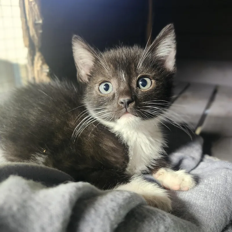 A baby medium-sized male Black & White / Tuxedo Domestic Short Hair cat named Pinto & Lima for adoption in Cosby, TN