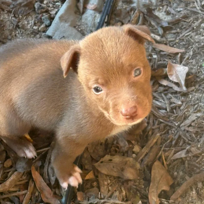 A baby medium-sized female Terrier dog named Sweet P for adoption in Waxhaw, NC