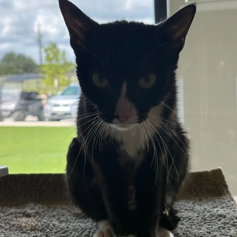 A young small-sized female Black Domestic Short Hair cat named Vegemite for adoption in Leander, TX