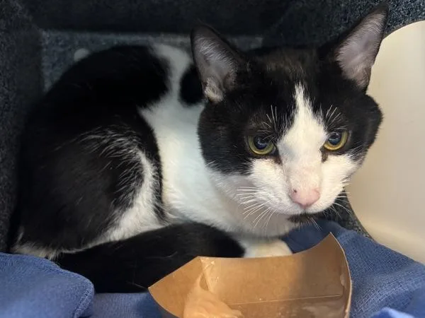 An adult large-sized male Domestic Short Hair cat named Moon Pie for adoption in New York, NY