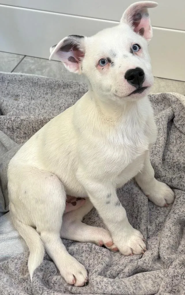 Sulliven thumbnail 2