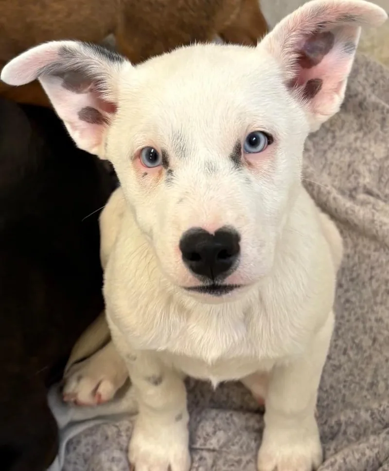 Sulliven thumbnail 3