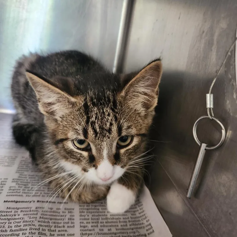 A baby small-sized male Brown / Chocolate Domestic Short Hair cat named Boots for adoption in Brockton, MA