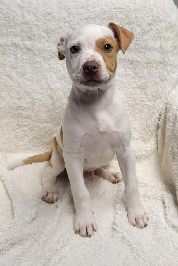 A baby large-sized male White / Cream Pit Bull Terrier dog named Binx for adoption in Lisbon, OH