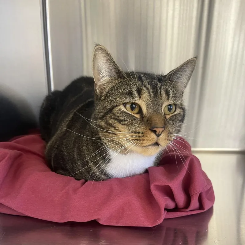 An adult small-sized male Brown / Chocolate Domestic Short Hair cat named Spidey for adoption in Bensalem, PA