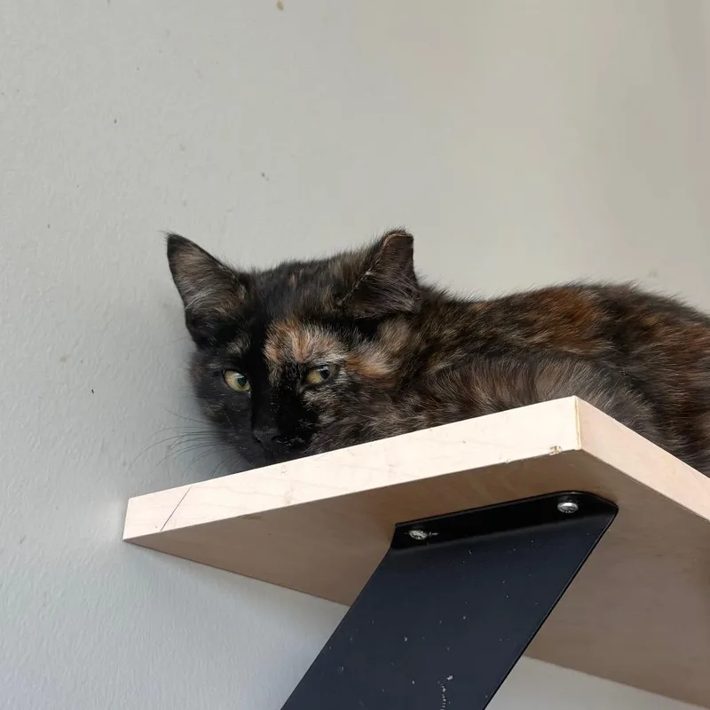 Mini Meow thumbnail 2