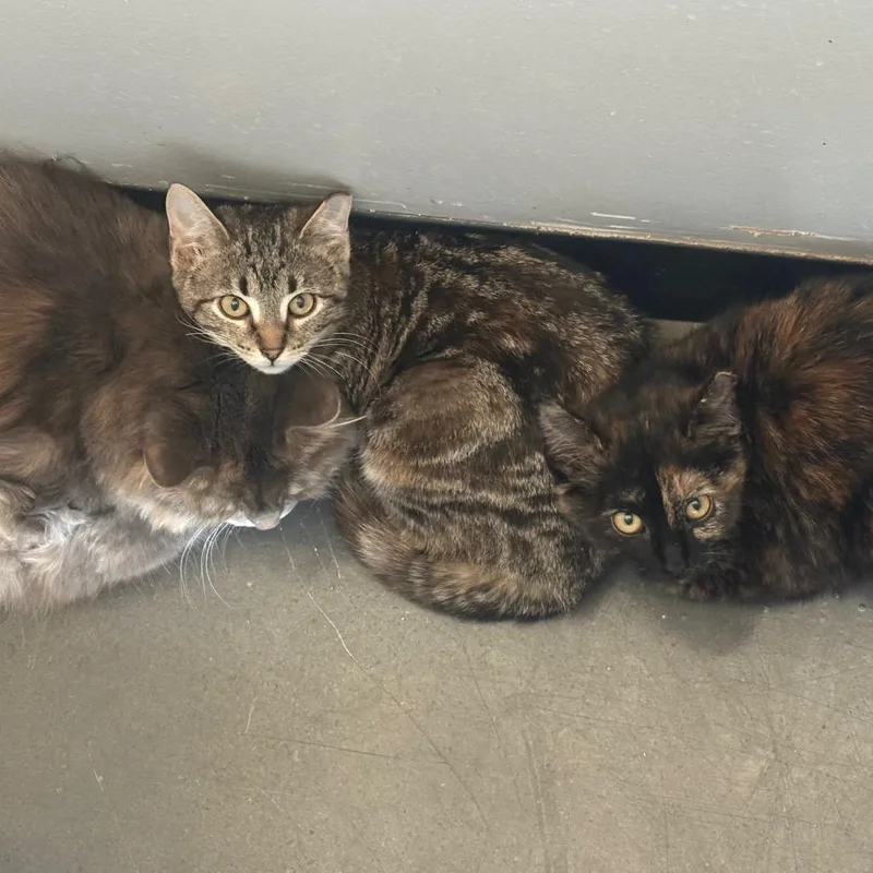 Mini Meow thumbnail 3