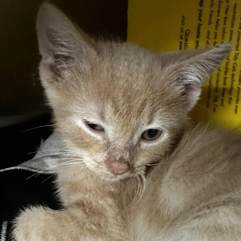 A baby small-sized male Orange / Red Domestic Short Hair cat named Tobasco for adoption in Manhattan, KS