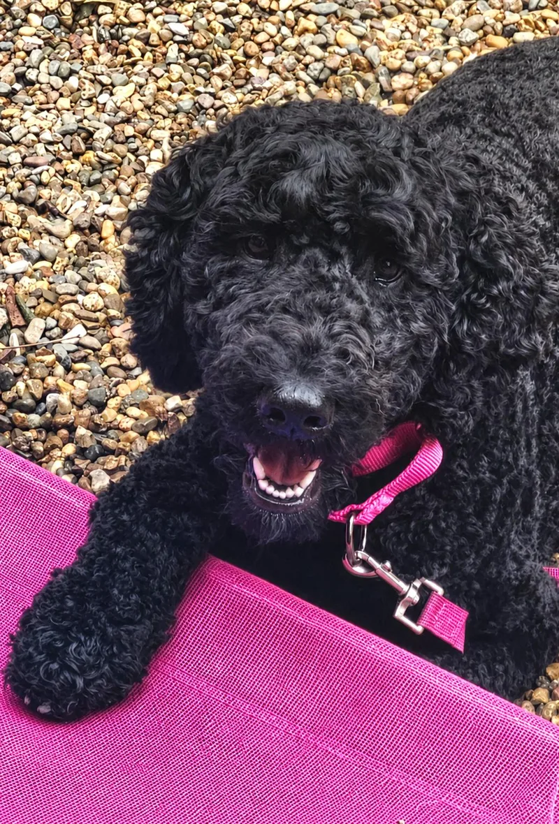 A young medium-sized female Goldendoodle dog named Char for adoption in Cedar Rapids, IA