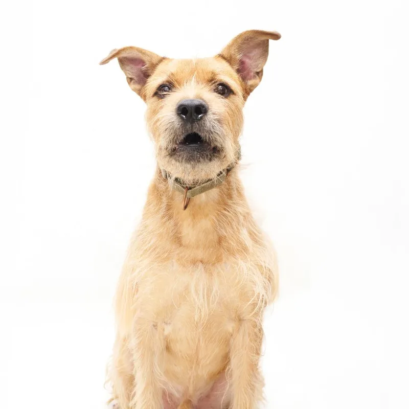 An adult large-sized male Brown / Chocolate Terrier dog named Prickly Pete for adoption in San Diego, CA