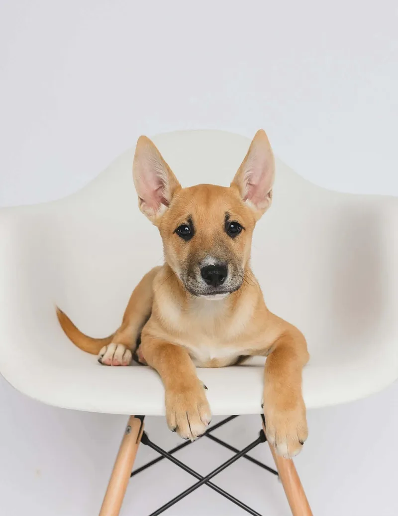 A baby medium-sized male Yellow / Tan / Blond / Fawn Shepherd dog named Up for adoption in Greensburg, PA