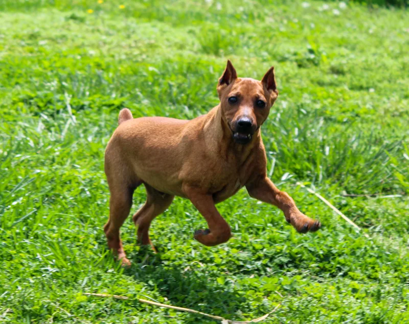 Prince Gerald thumbnail 2