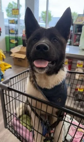 A baby large-sized male White / Cream Akita dog named Yogi for adoption in Gardiner, NY