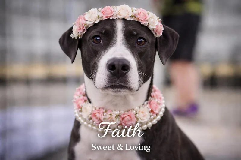 An adult medium-sized female White / Cream Great Dane dog named Faith for adoption in Livingston, TX