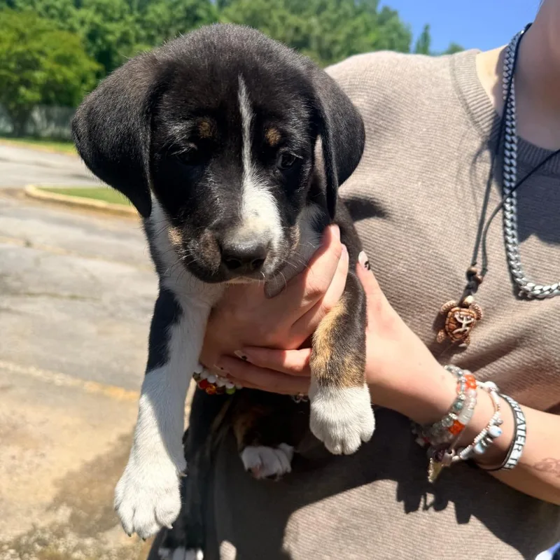 A baby small-sized female Black Mixed Breed dog named Candy for adoption in Corinth, MS