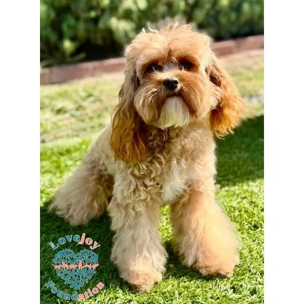 A young small-sized female Golden Cavapoo dog named Coco Chanel for adoption in Inglewood, CA