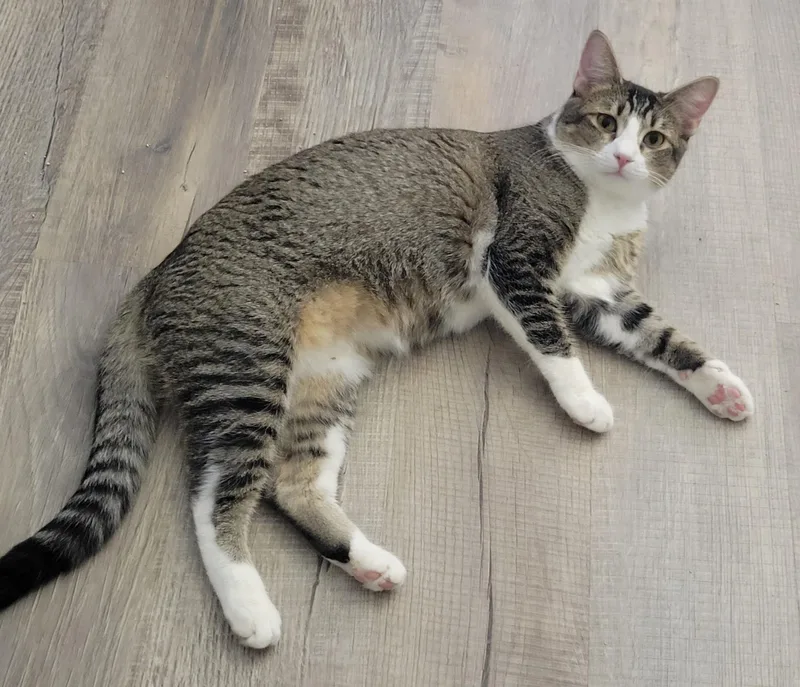 A young medium-sized female Tabby (Brown / Chocolate) Tabby cat named Pixie for adoption in Mission Viejo, CA