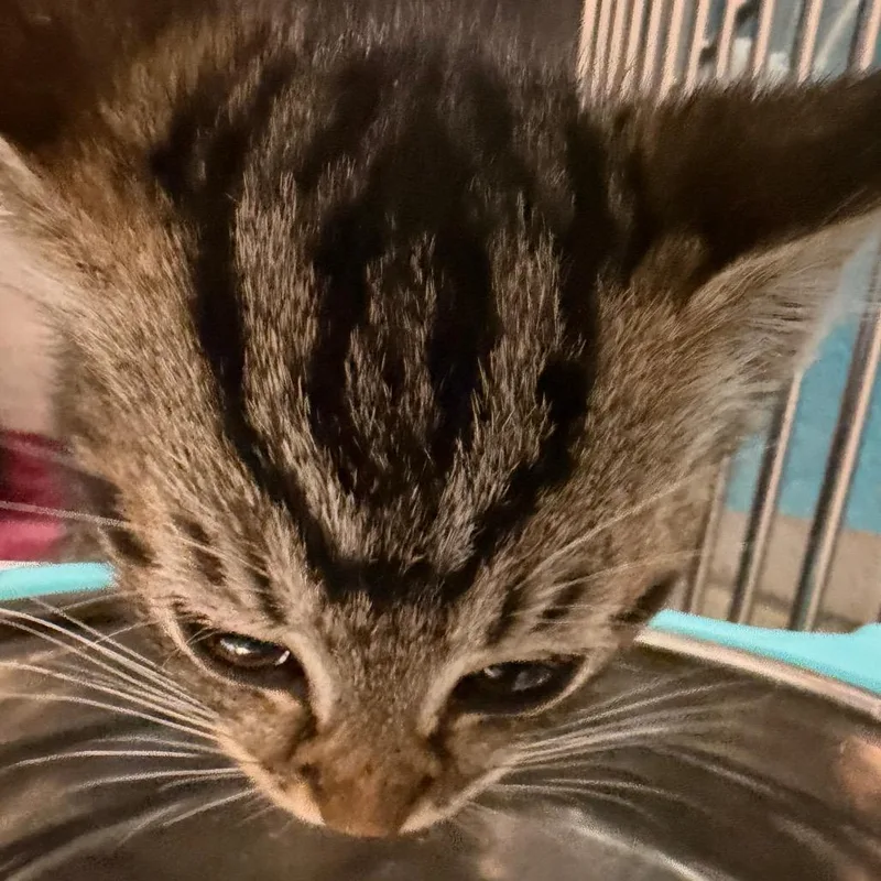 A baby small-sized male Brown / Chocolate Domestic Short Hair cat named Freaky for adoption in Troy, VA