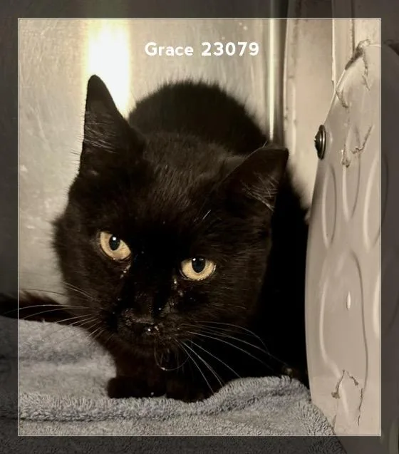 A senior medium-sized female Black Domestic Short Hair cat named Grace for adoption in Marietta, GA