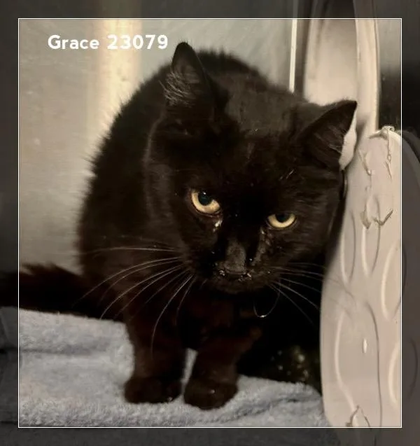 Grace thumbnail 3