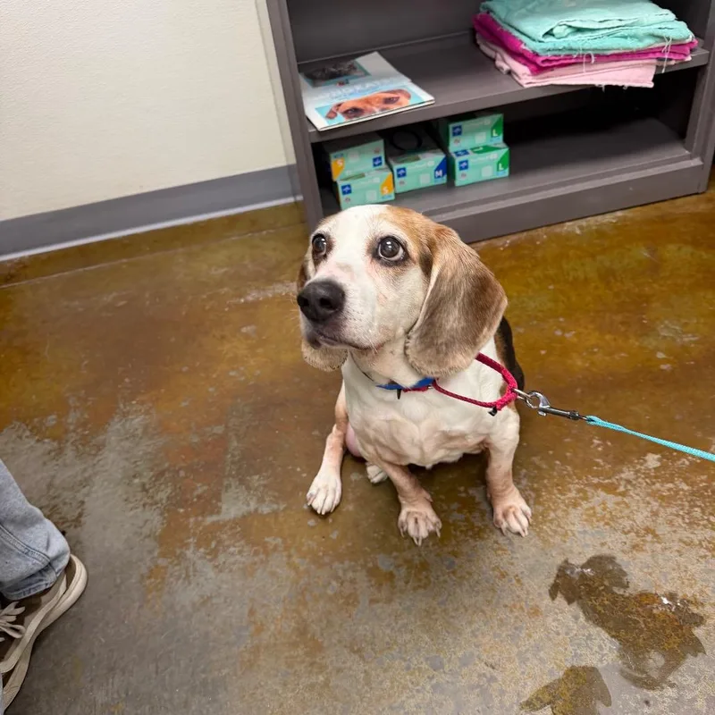 A senior medium-sized male Black Beagle dog named Stray Hold Benny for adoption in Albuquerque, NM