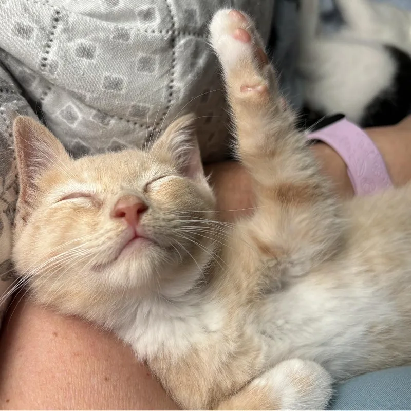 A baby small-sized male Buff / Tan / Fawn Domestic Short Hair cat named Butternut for adoption in Peachtree City, GA