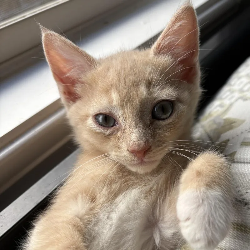Butternut thumbnail 2