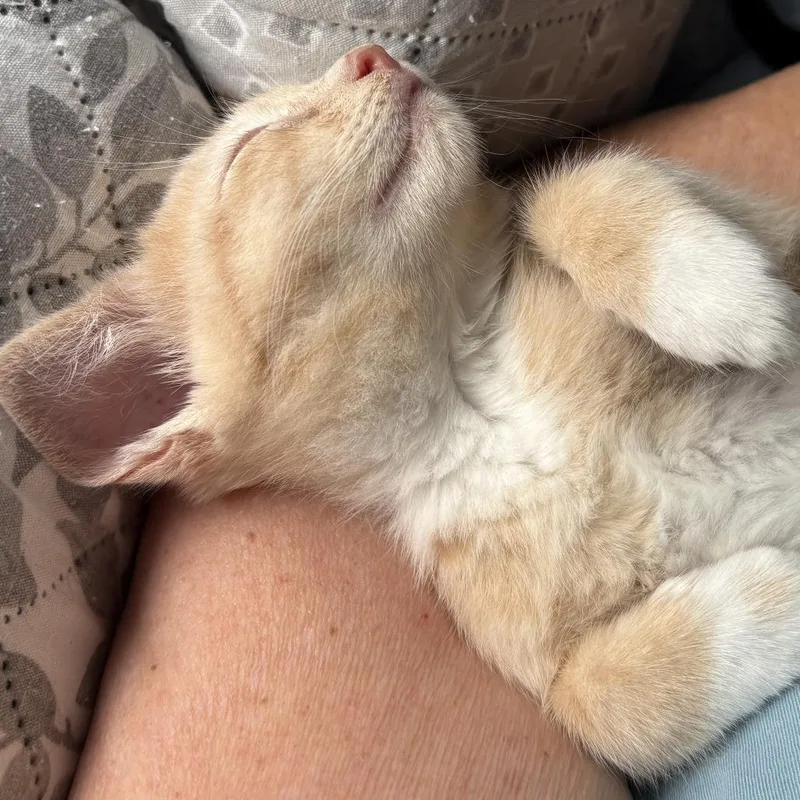 Butternut thumbnail 4