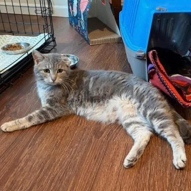 An adult small-sized female Domestic Short Hair cat named Sweetie Pie for adoption in Muncie, IN