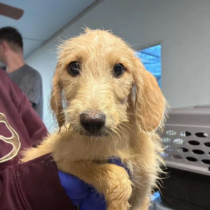 A baby medium-sized female Yellow / Tan / Blond / Fawn Poodle dog named Mustard for adoption in Hattiesburg, MS