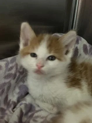 A young medium-sized male Domestic Short Hair cat named Guppy for adoption in Kansas City, MO