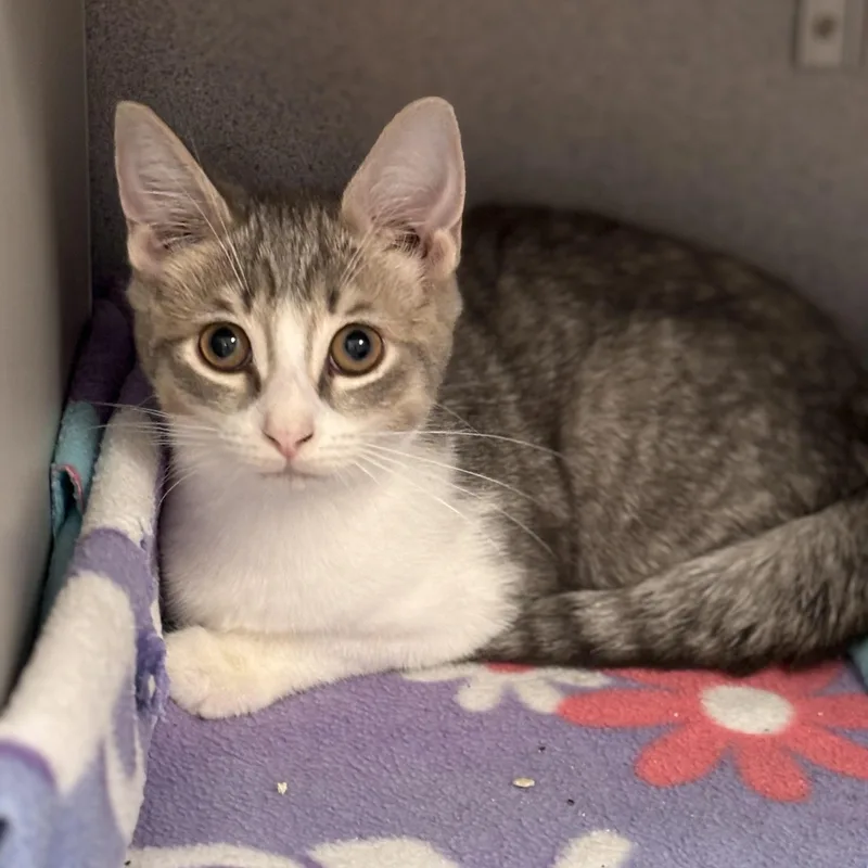 A baby medium-sized female Gray & White Domestic Short Hair cat named Electra for adoption in Batavia, NY