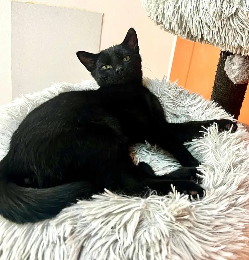 A young medium-sized male Bombay cat named Felix for adoption in Sautee Nacoochee, GA