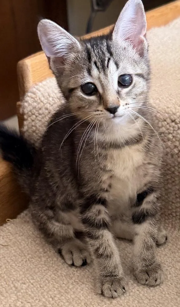 A baby small-sized female Domestic Short Hair cat named Pizza Puff for adoption in Chicago, IL