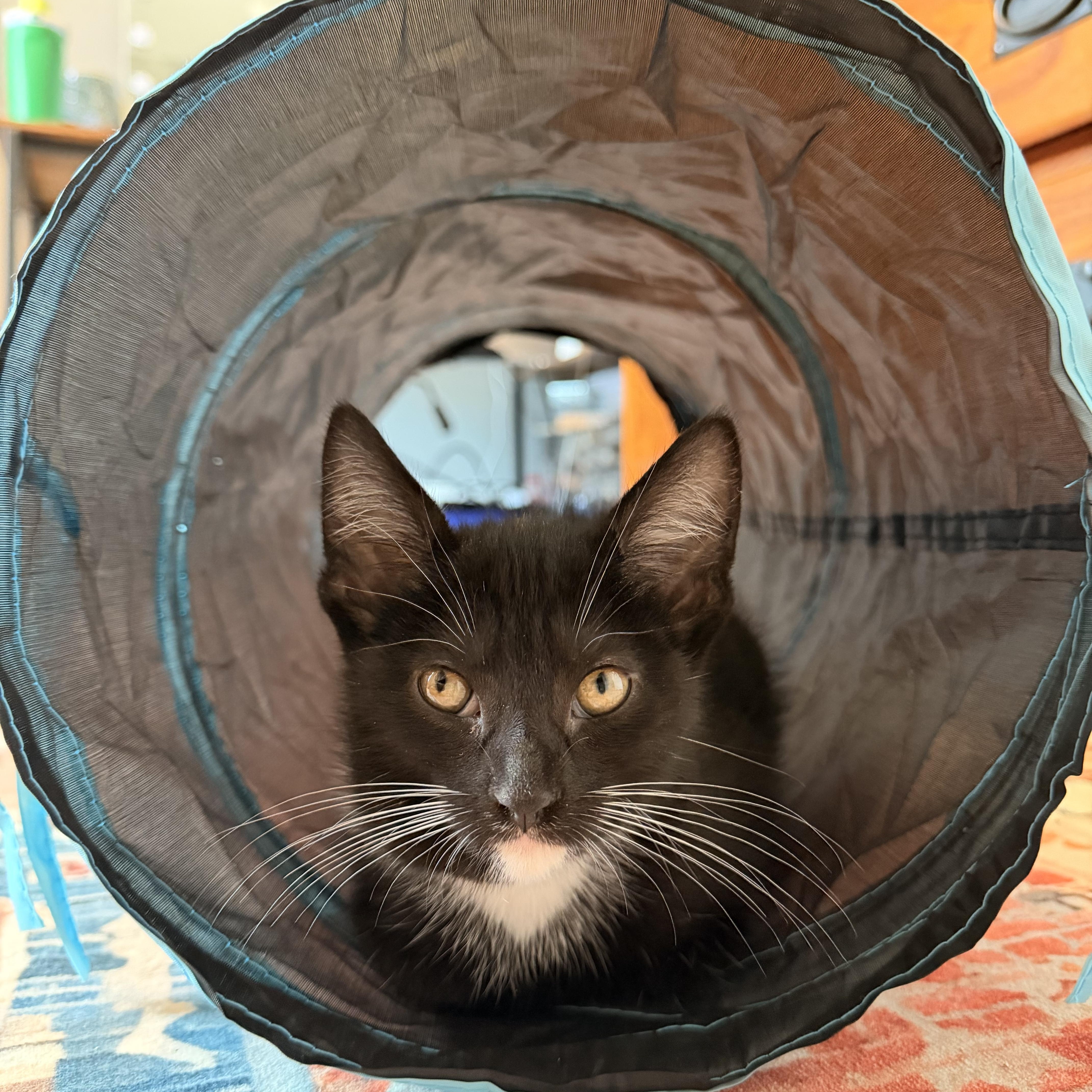 A baby medium-sized male Black & White / Tuxedo Domestic Short Hair cat named Waldo for adoption in Buffalo, NY