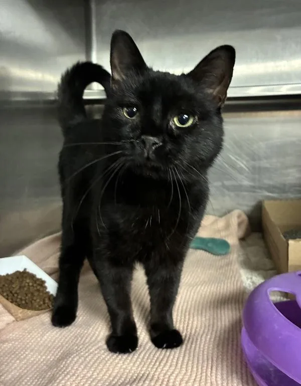 A young small-sized male Domestic Short Hair cat named Sniffles McGhee for adoption in Richmond, VA