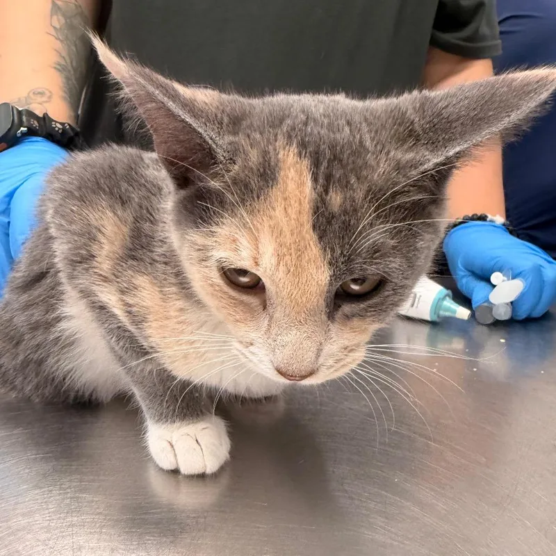 A baby small-sized female Gray / Blue / Silver Domestic Short Hair cat named Bambi for adoption in West Palm Beach, FL