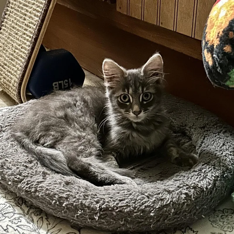 Lydia